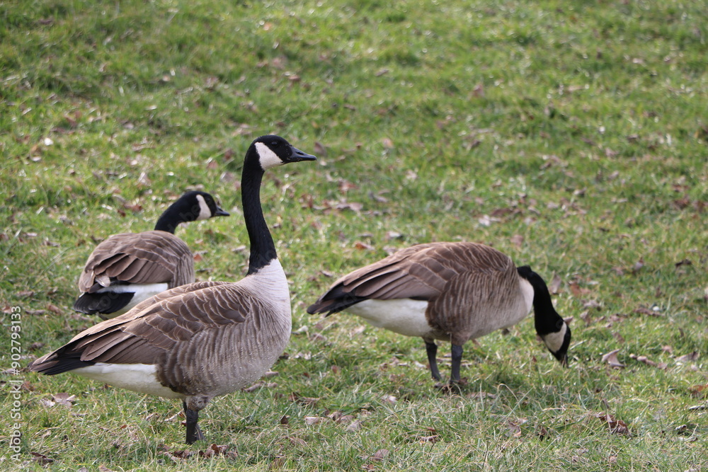A closeup shot of Canada geese on the grass A closeup shot of Canada geese on the grass