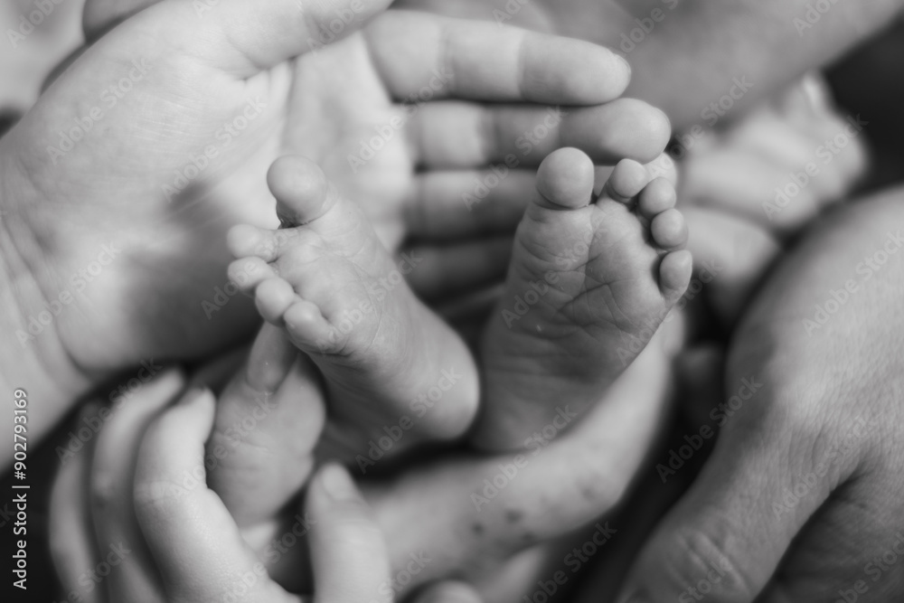 The baby's tiny feet are held in the loving hands of a parent. The baby's tiny feet are held in the loving hands of a parent.