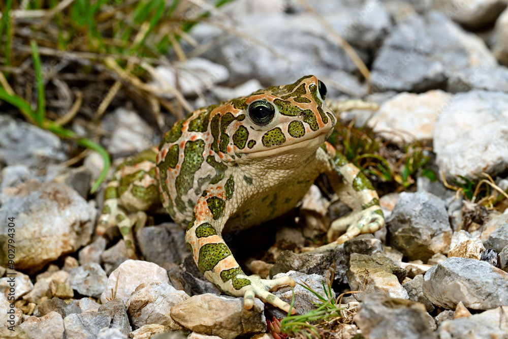 Wechselkröte // European green toad (Bufotes viridis) - Blidinje Naturpark, Bosnien-Herzegowina Wechselkröte // European green toad (Bufotes viridis) - Blidinje Naturpark, Bosnien-Herzegowina