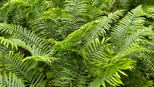 bush of green fern leaves close up photo