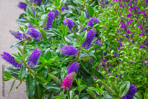 Fototapeta Naklejka Na Ścianę i Meble -  Hebe flowers