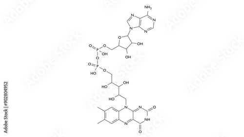 flavin adenine dinucleotide molecule, structural chemical formula, ball-and-stick model, isolated image redox-active coenzyme photo