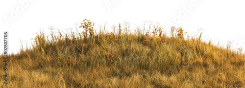 PNG Hill ground grass vegetation.