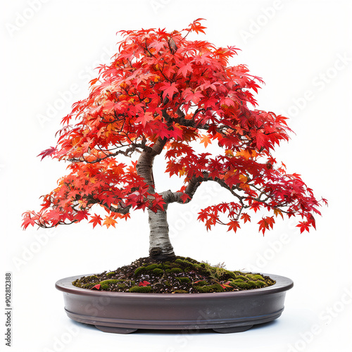 Beautiful red japanese maple bonsai tree is standing in a pot on a white background photo