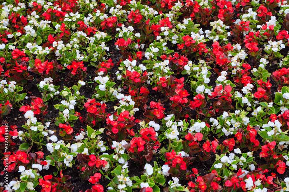 Red and white flowering violets. Natural blooming plant background. Top view. Red and white flowering violets. Natural blooming plant background. Top view.