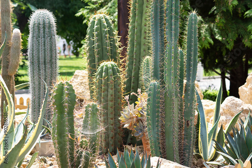 cactus in desert