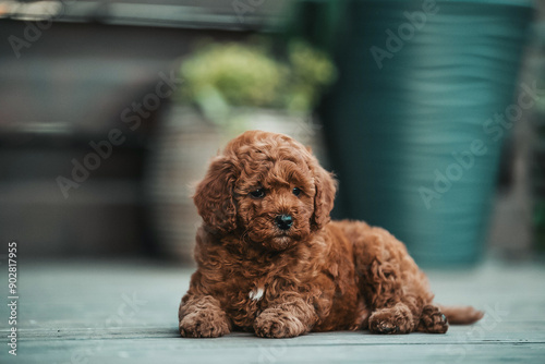 Poodle babies in kennel. miniature poodle puppy.. Dwarf poodle	
