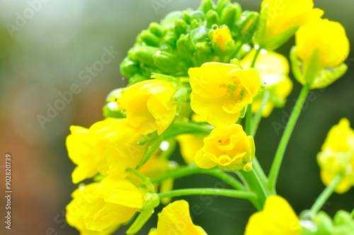 雨に濡れた菜の花
