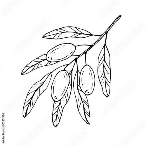 Graphics vector botanical black and white illustrarions with olive and leaves. Olive branch with olives and leaves photo