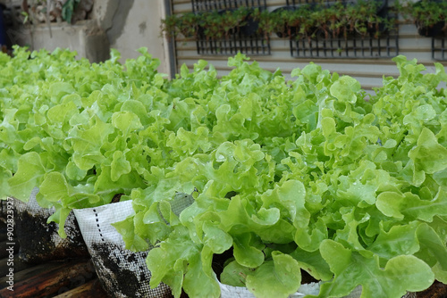 Fresh organic green oak lettuce growing on a natural farm.