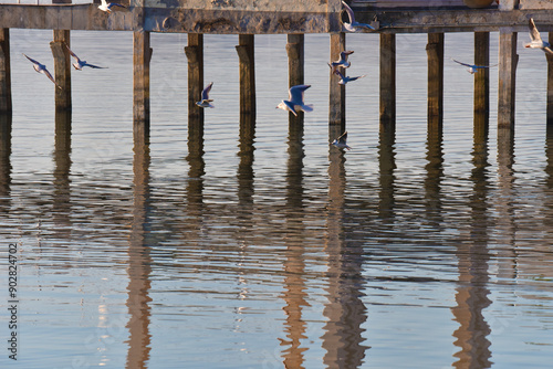 Molo, Passignano sul Trasimeno photo