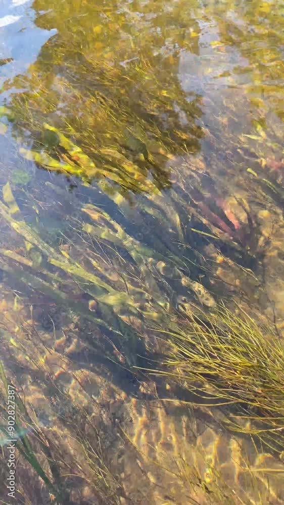 Underwater landscape of a freshwater river with reflections of algae on the sandy bottom. Algae swaying under the action of current, close-up. Natural vertical footage Underwater landscape of a freshwater river with reflections of algae on the sandy bottom. Algae swaying under the action of current, close-up. Natural vertical footage