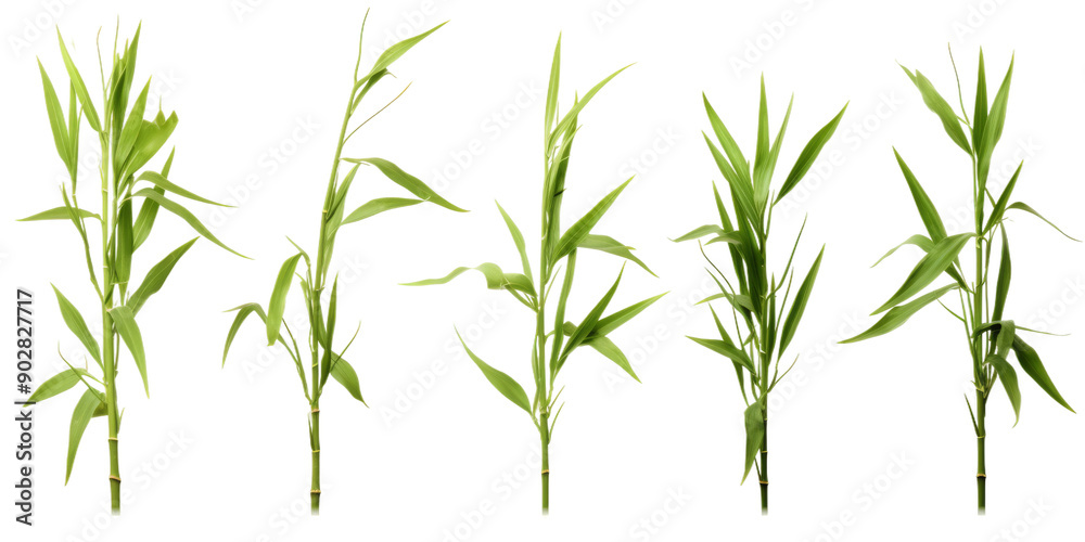 Naklejka premium Five slender dwarf bamboo plants display vibrant green foliage, perfect for enhancing garden aesthetics and creating a serene outdoor space