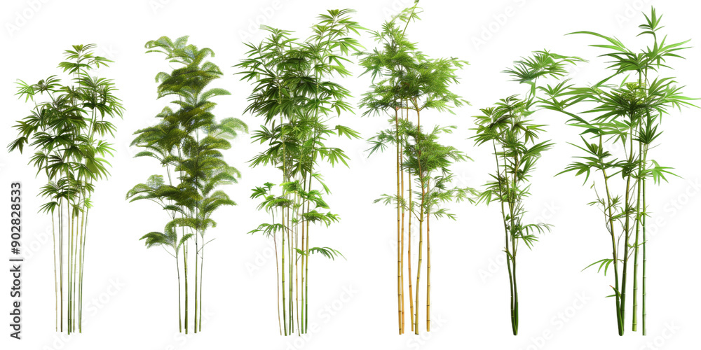 Naklejka premium A collection of dwarf bamboo plants showcases vibrant greens, creating a beautiful ornamental display in a sunlit garden
