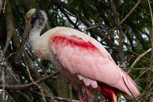 Roseate spoonbill in a tree, photo