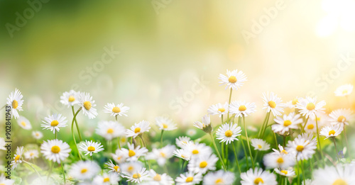 Real daisy flowers, blossoms, growing in meadow grass on a warm sunny spring summer day with a bright orange and yellow sunlit sky background