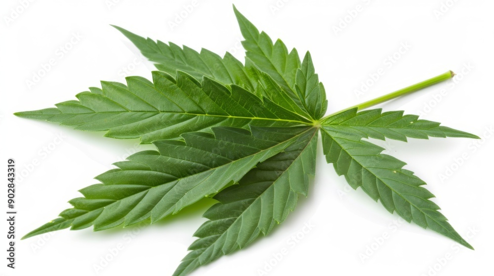 A fresh green hemp leaf, isolated on a white background A fresh green hemp leaf, isolated on a white background