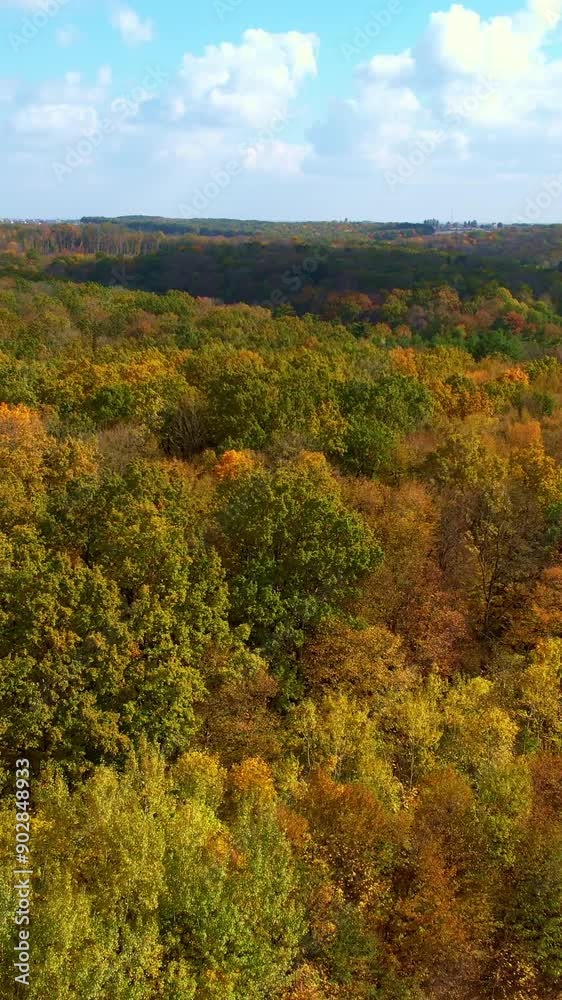 Outstanding landscape of autumn forest on sunny day. Road with cars in the thick woods. Bird's eye view. Vertical video Outstanding landscape of autumn forest on sunny day. Road with cars in the thick woods. Bird's eye view. Vertical video