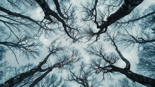 Cinematic view from a nadir angle of bare trees against a grey winter sky.