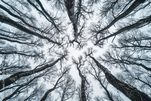 Cinematic view from a nadir angle of bare trees against a grey winter sky.