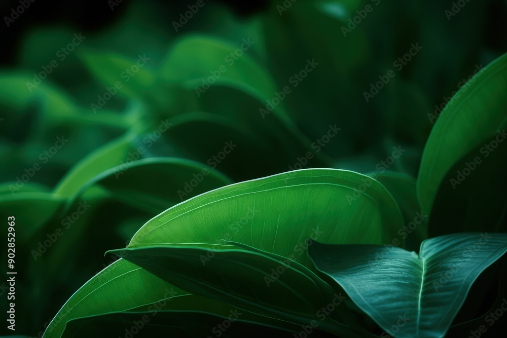 Obraz premium Close-up of Lush Green Leaves