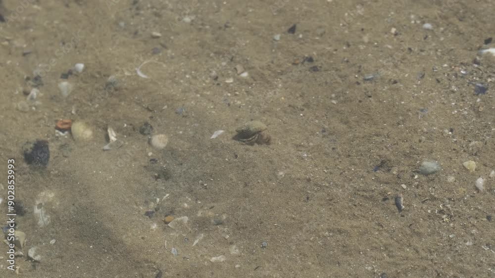 hermit crab on the beach of the mediterranean sea. High quality 4k footage hermit crab on the beach of the mediterranean sea. High quality 4k footage