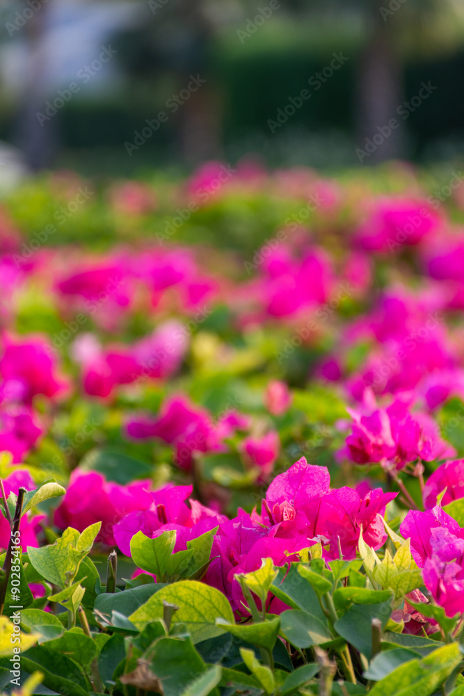 Close-up of pink flowers in the garden. Close-up of pink flowers in the garden.