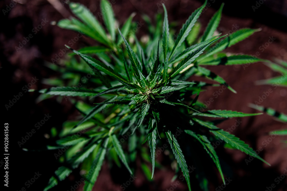 Cannabis Plant Cannabis Plant