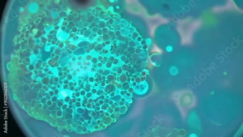 Microscopic footage of some bacteria moving in a petri dish on a blue green background. Short video for medical presentation or science clip.

