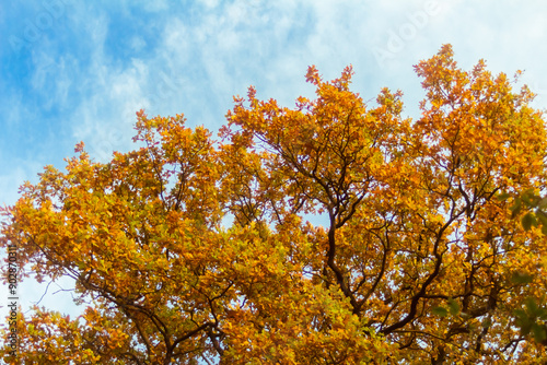 oak crown in autumn