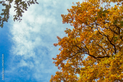 oak crown in autumn