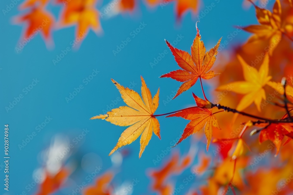 Bright orange and red autumn leaves with a clear blue sky background, showcasing the beauty of fall foliage Bright orange and red autumn leaves with a clear blue sky background, showcasing the beauty of fall foliage