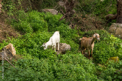 wild goats in Avakas Gorge..