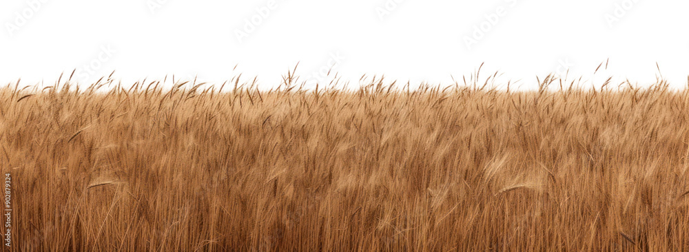 Fototapeta premium PNG Golden wheat field under sky