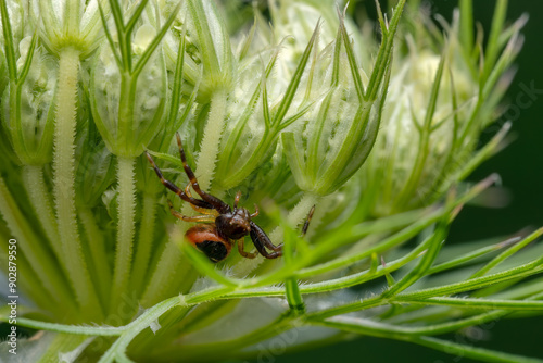 the Napoleon spider - Synema globosum, tiny beautiful colored spider from European meadows, Czech Republic. photo