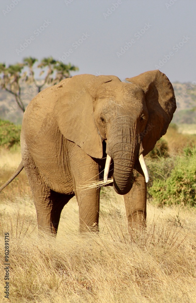 Naklejka premium African safari photo