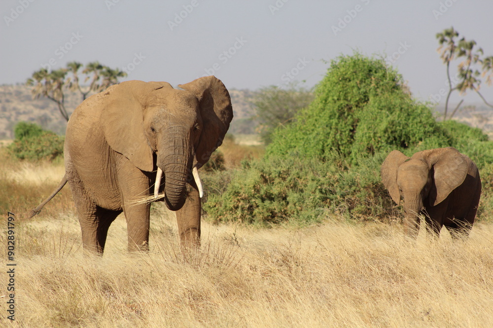 Obraz premium African safari photo