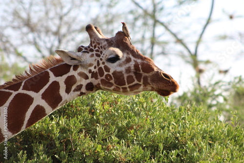 Photography African safari photo