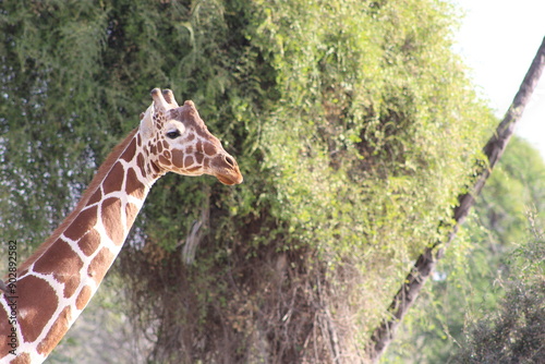 Photography African safari photo