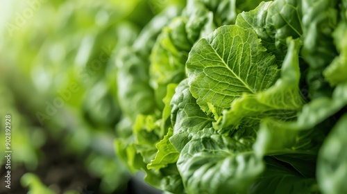 Lush green lettuce leaves thriving in a hydroponic setup, an embodiment of sustainable farming practices and the emphasis on growing fresh, organic food sustainably.