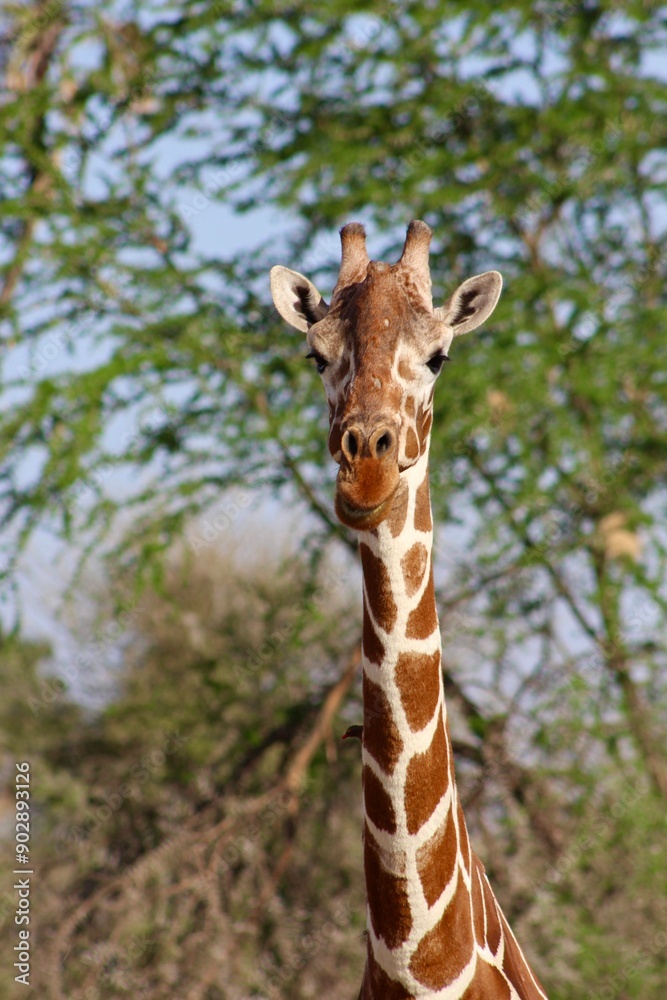 Obraz premium African safari photo