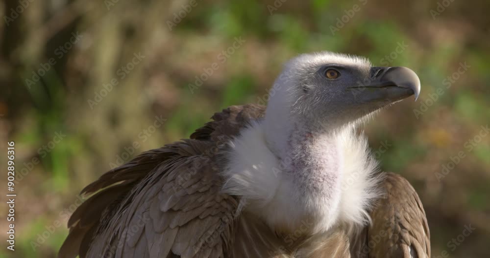 Extrem Closeup of a griffon vulture, big eyes, front Extrem Closeup of a griffon vulture, big eyes, front