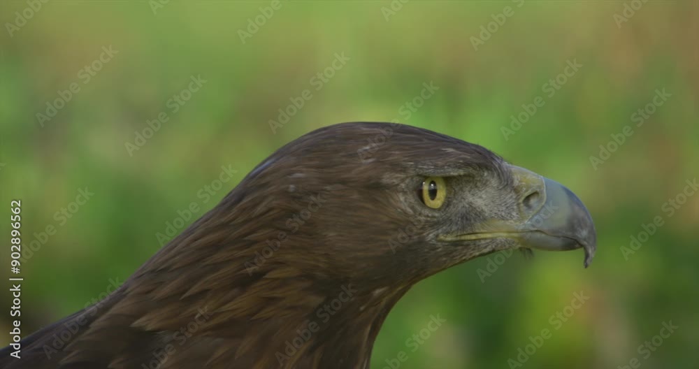 Golden eagle, extrem closeup, big eyes Golden eagle, extrem closeup, big eyes