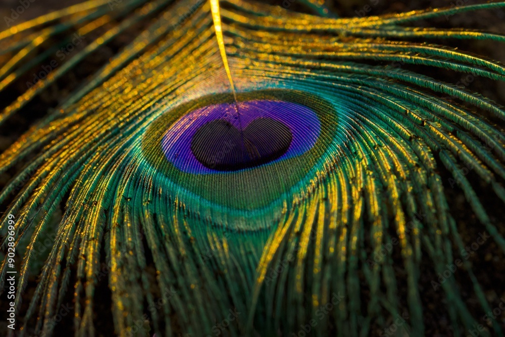 Fototapeta premium Peacock feather closeup. Selective focus.