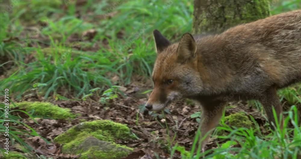 Close up wild fox walking in natural forest, slow motion Close up wild fox walking in natural forest, slow motion