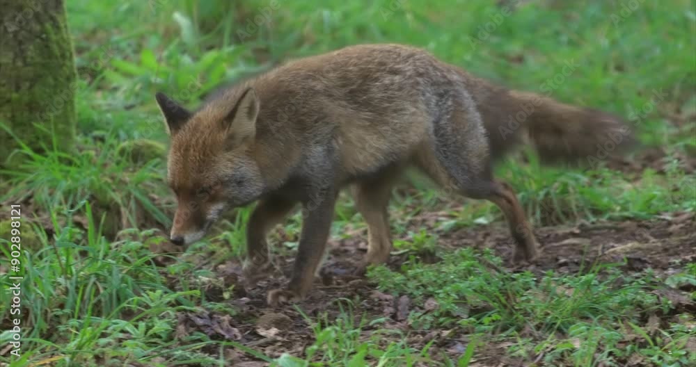 Close up wild fox walking front in natural forest, slow motion Close up wild fox walking front in natural forest, slow motion