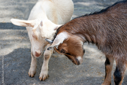 Bild auf Leinwand Two little goats are fighting (the goats are different colors - one is light, the other is dark)