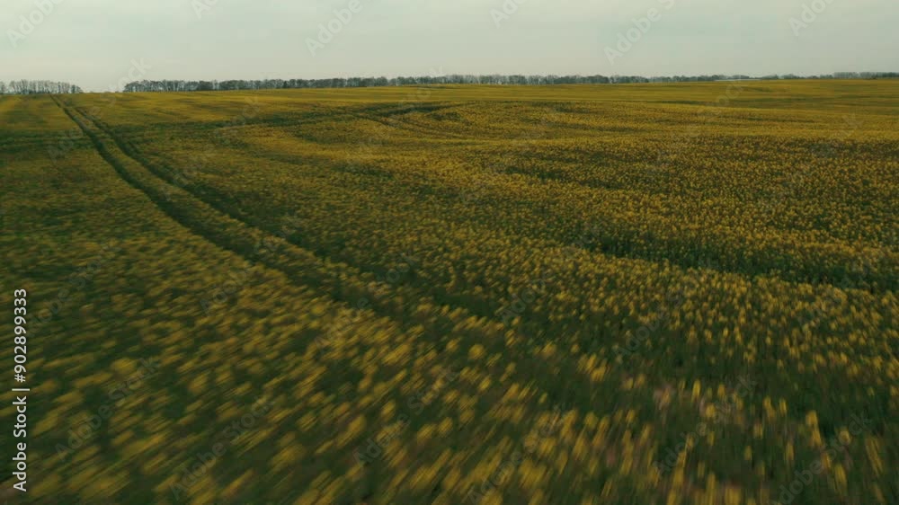 Drone view over a green field and yellow flowers on a cloudy day Drone view over a green field and yellow flowers on a cloudy day