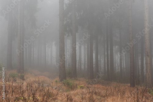 Fog in the forest in autumn. A gloomy day