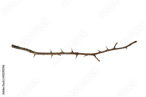 Foto Dry rose branch